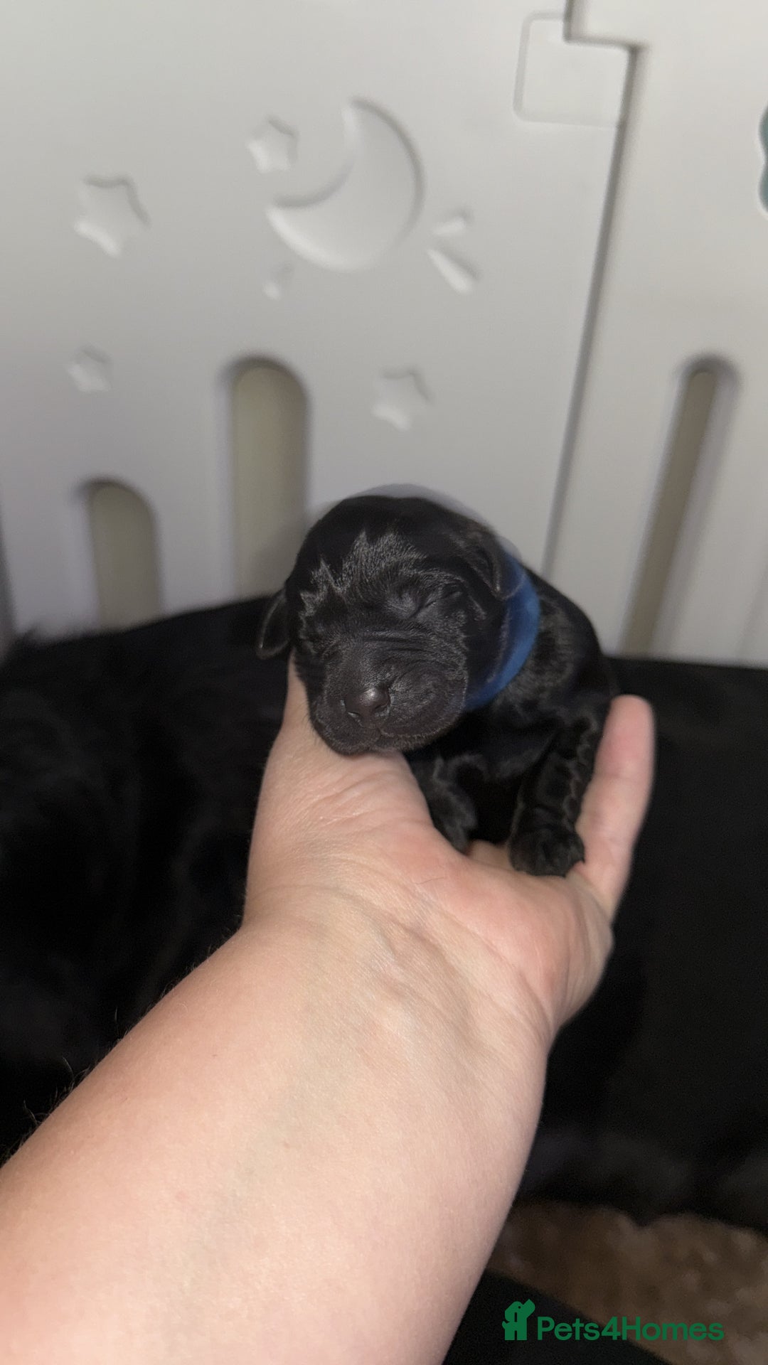 Labrador Retriever dogs for sale: Labrador Puppies  - Image 10