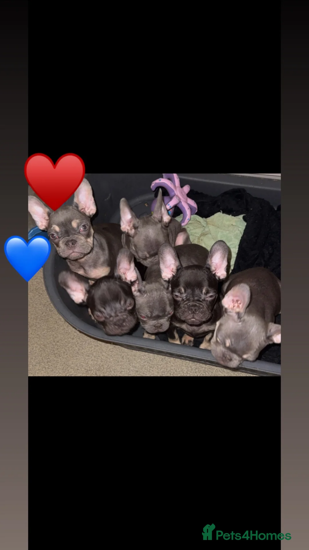 French Bulldog dogs for sale: French Bulldog puppies  in London - Advert 1