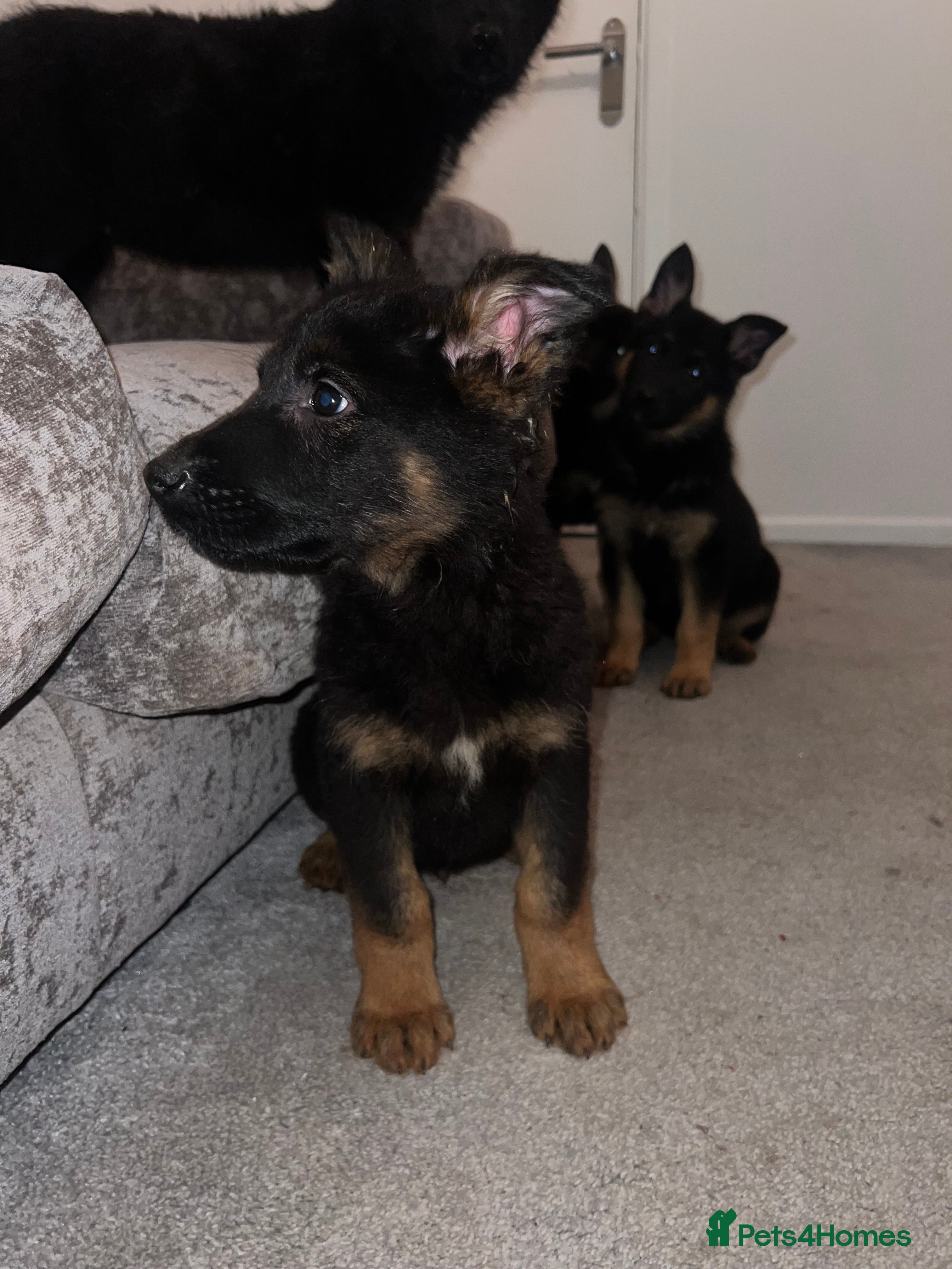 German Shepherd dogs German Shepherd puppies for sale - Advert 1
