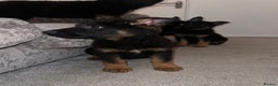 German Shepherd dogs for sale: German Shepherd puppies for sale - Advert 1