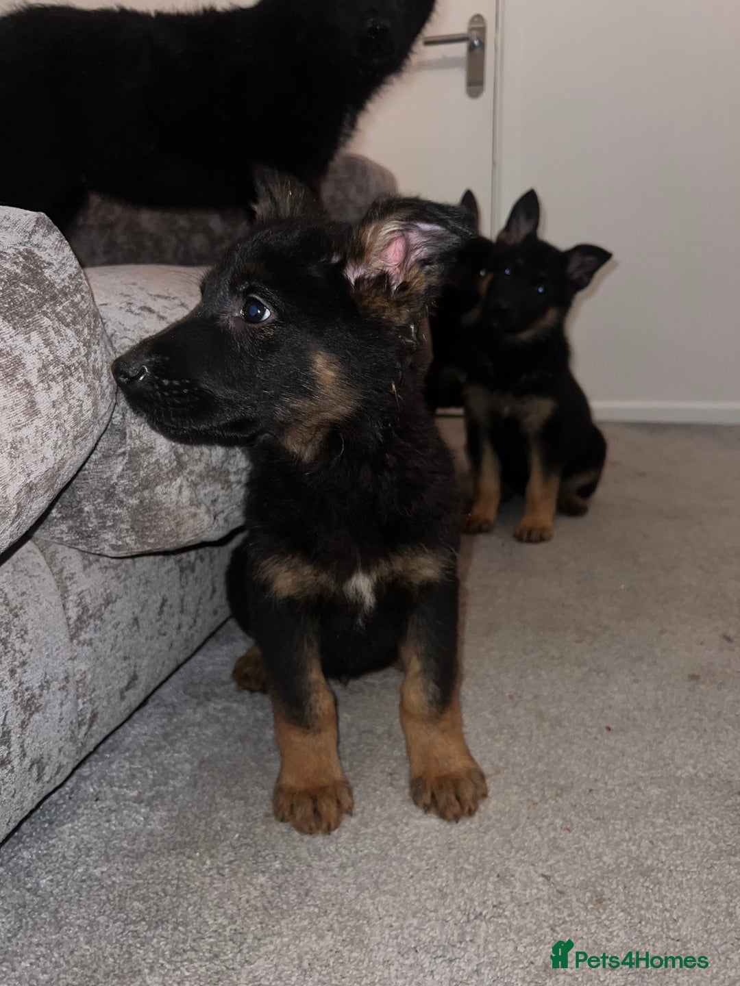 German Shepherd dogs for sale: German Shepherd puppies for sale - Advert 1