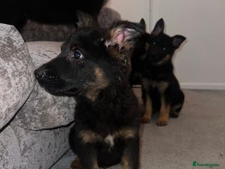 German Shepherd dogs German Shepherd puppies for sale - Advert 1