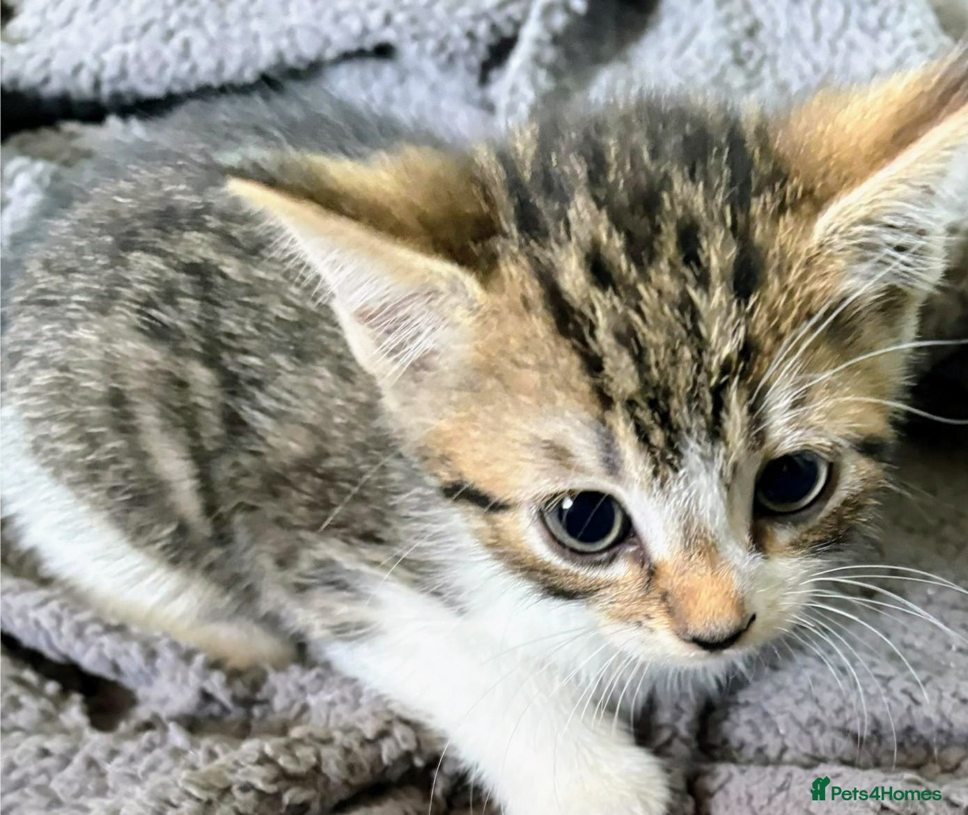 British Shorthair cats for sale: Kittens Ready Now  - Advert 2