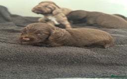 Cocker Spaniel dogs for sale: Cocker spaniel puppies  in Peterlee - Image 13