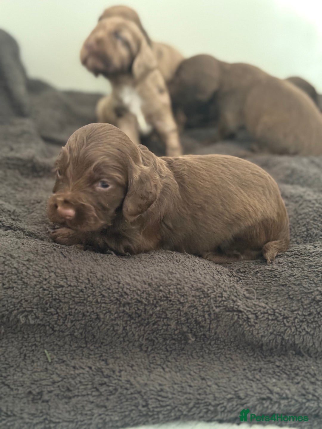 Cocker Spaniel dogs for sale: Cocker spaniel puppies  in Peterlee - Image 13