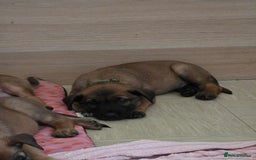 Belgian Shepherd Dog dogs for sale: Belgian malinois  - Image 12