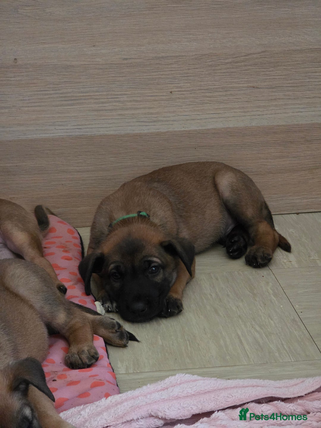 Belgian Shepherd Dog dogs for sale: Belgian malinois  - Image 12