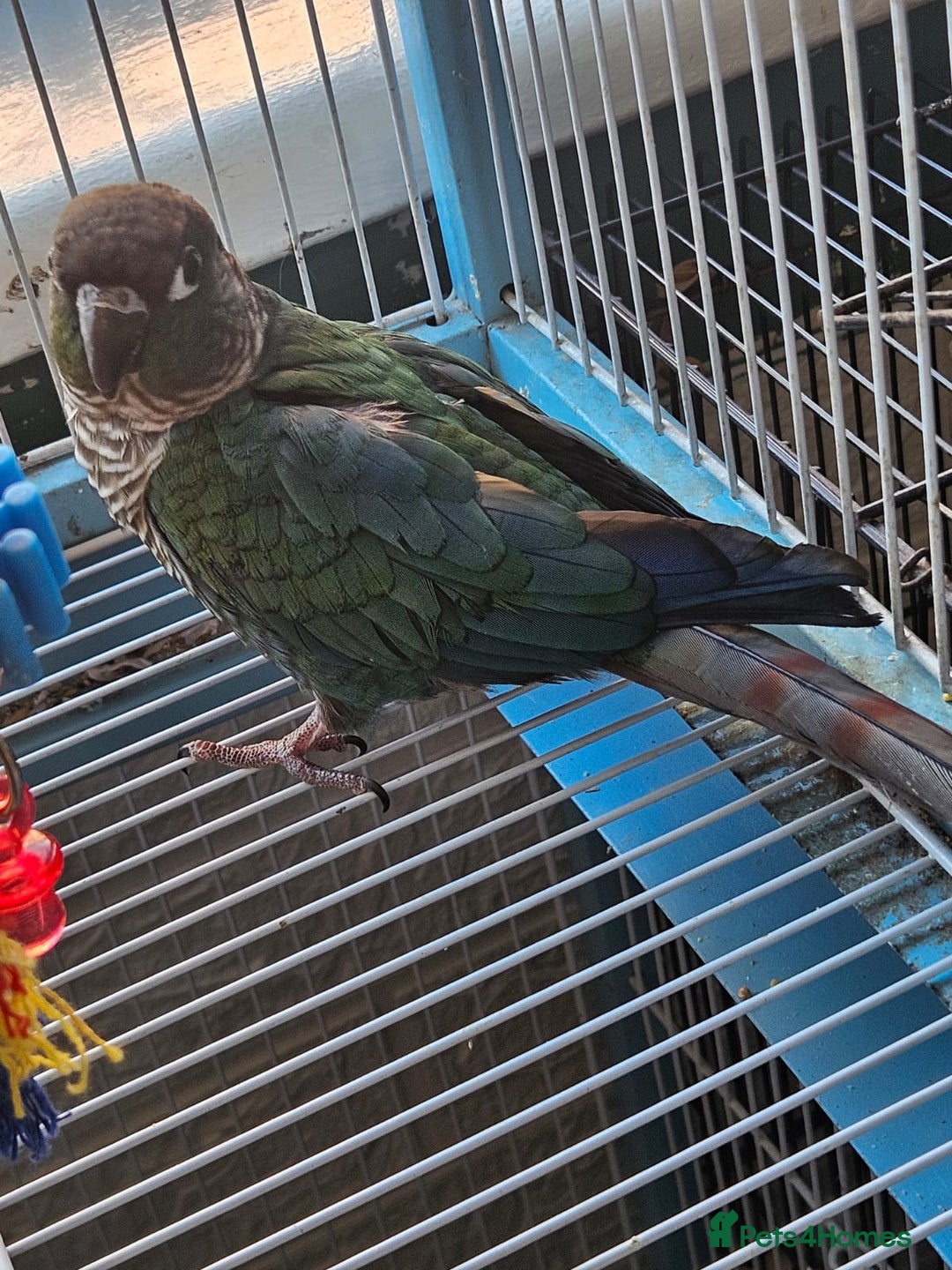 Conures birds for sale: Tame Male & Female Pineapple Conures - Image 24