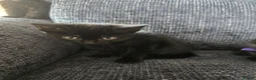 Mixed Breed cats for sale: 4 beautiful tabby and black kittens  in Birmingham - Advert 18