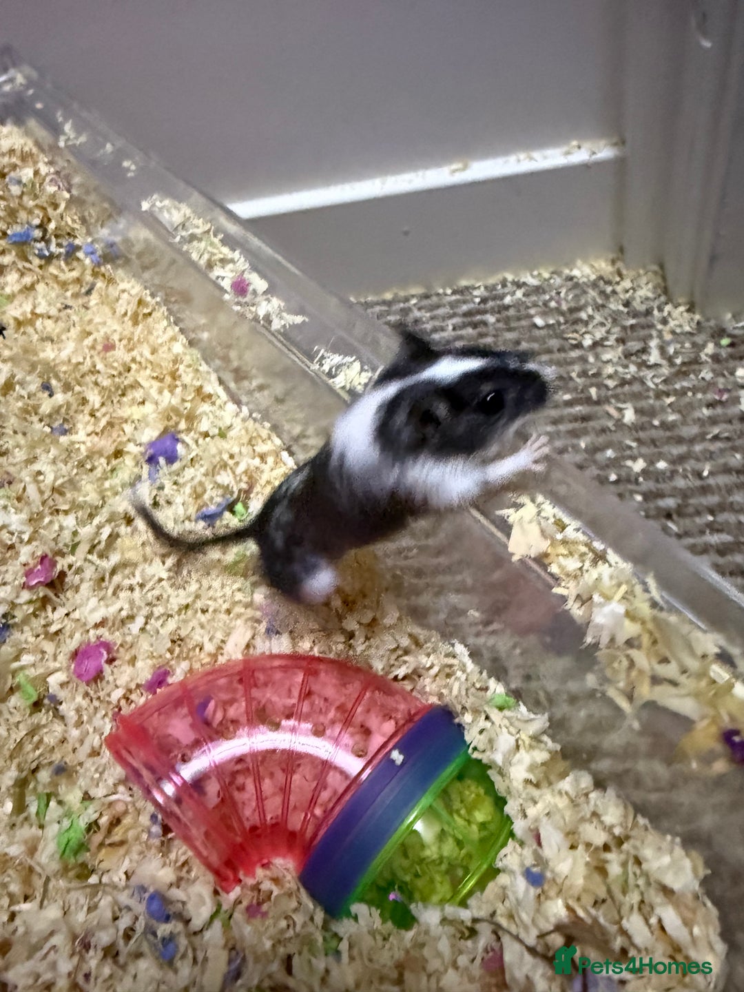 Gerbil rodents for sale: 2 Female Gerbils 10-11 Weeks old - Image 6