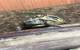 Tortoise reptiles for sale: Hermanns tortoise - Image 4