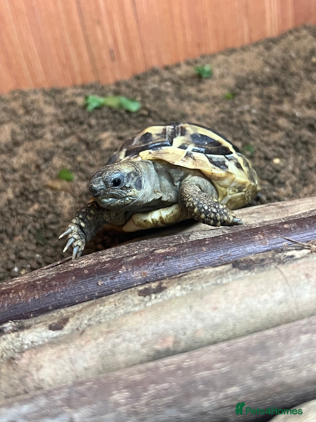 Tortoise reptiles for sale: Hermanns tortoise - Image 4
