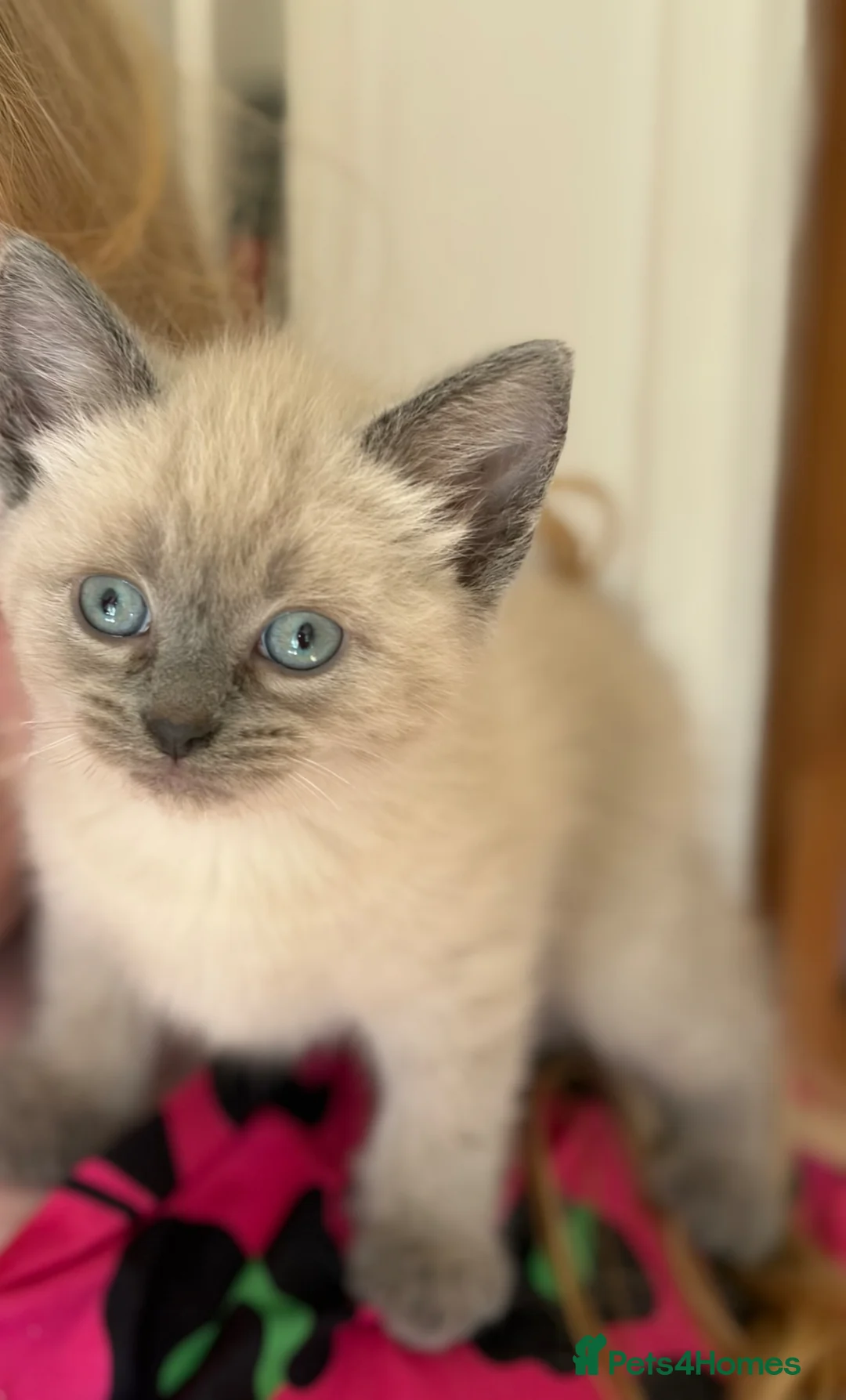 Mixed Breed cats for sale: 5 beautiful kittens  - Advert 2