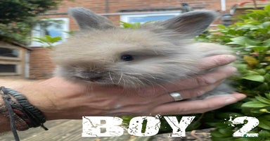 Angora rabbits - Advert 13