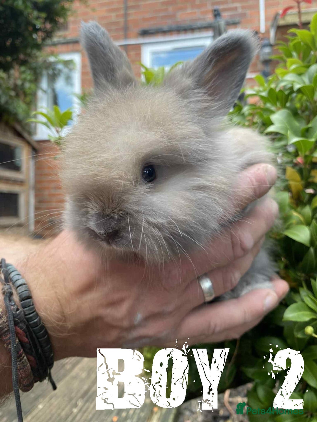 Angora rabbits for sale: Pure Breed Full Face Angora Kits - Image 3