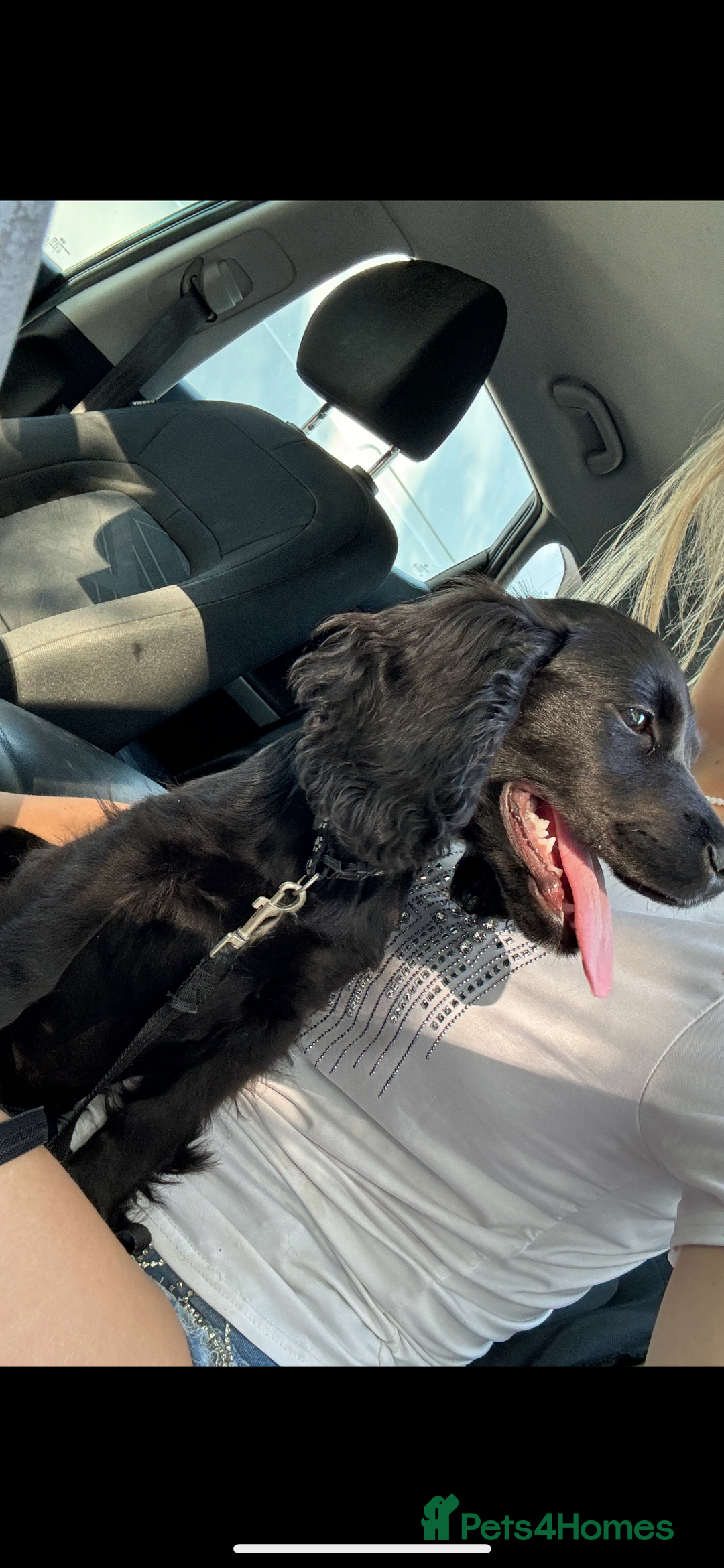 Cocker Spaniel dogs for sale: 1 black male cockerspaniel  - Image 2