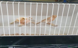 Canaries birds for sale: Canary for sale  - Image 7