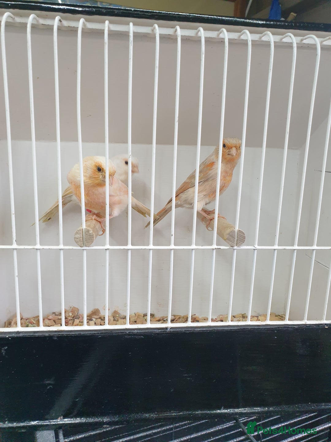 Canaries birds for sale: Canary for sale  - Image 7
