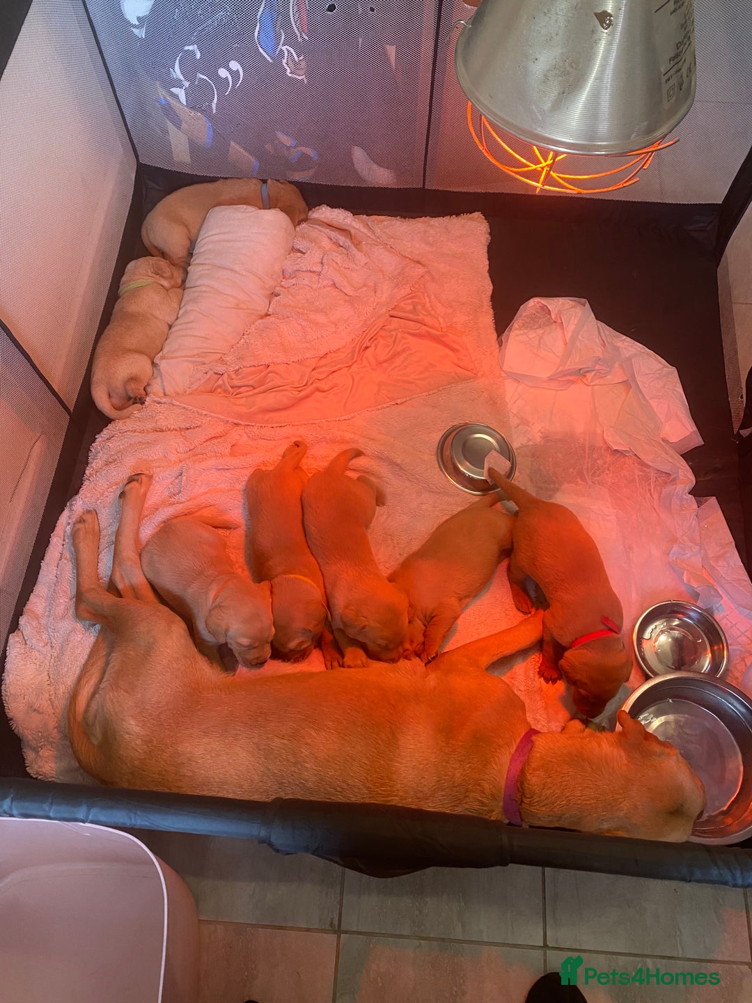 Labrador Retriever dogs for sale: Chuncky Labrador puppies - Advert 1