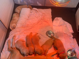 Labrador Retriever dogs Chuncky Labrador puppies - Advert 1