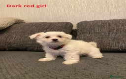 Maltese dogs for sale:  Adorable Maltese Puppies - Image 19