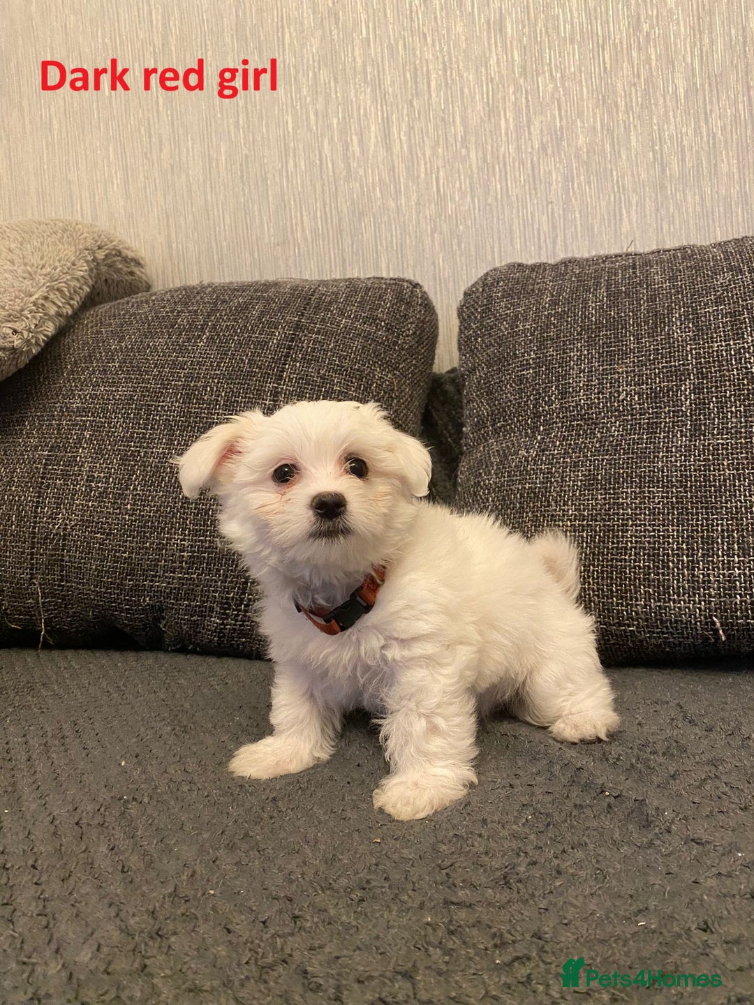 Maltese dogs for sale:  Adorable Maltese Puppies - Image 19