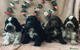 Cocker Spaniel dogs for sale: Fully Health tested show line cocker puppies  - Image 1