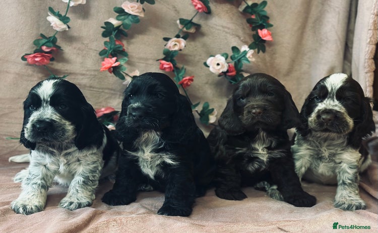 Cocker Spaniel dogs - Advert 1