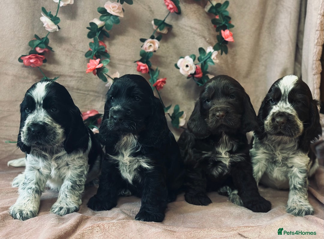 Cocker Spaniel dogs for sale: Fully Health tested show line cocker puppies  - Image 1