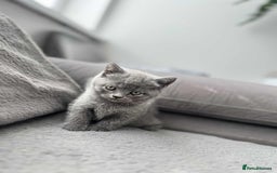 British Shorthair cats for sale: British Shorthair kittens  - Image 6