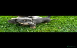 Dachshund dogs for sale: Dachshund puppies  - Image 3