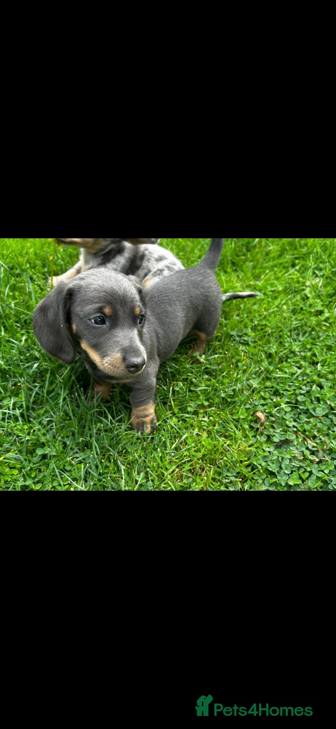 Dachshund dogs for sale: Dachshund puppies  - Image 3