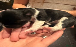 Mixed Breed dogs for sale: Stunning Merle chihuahua 2 girls ready 22nd dec - Advert 26