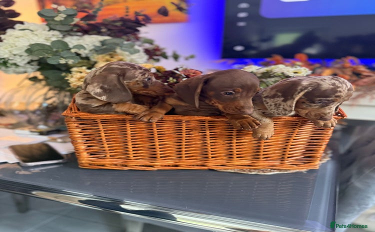 Dachshund dogs - Advert 2
