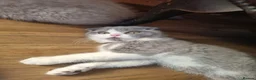 Scottish Fold cats for sale: Last Kittens – Don't Miss Out  - Advert 6