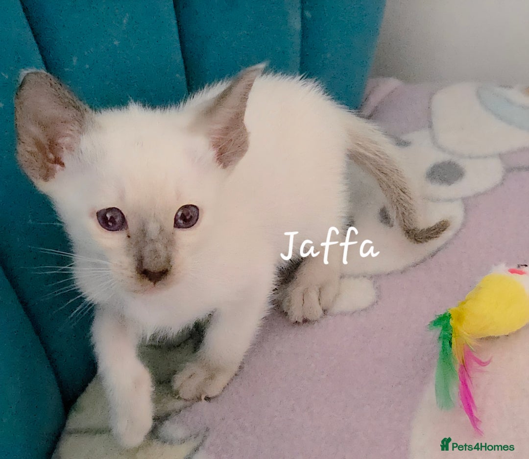 Siamese cats for sale: 8 super soft purebred GCCF reg Siamese - Image 20