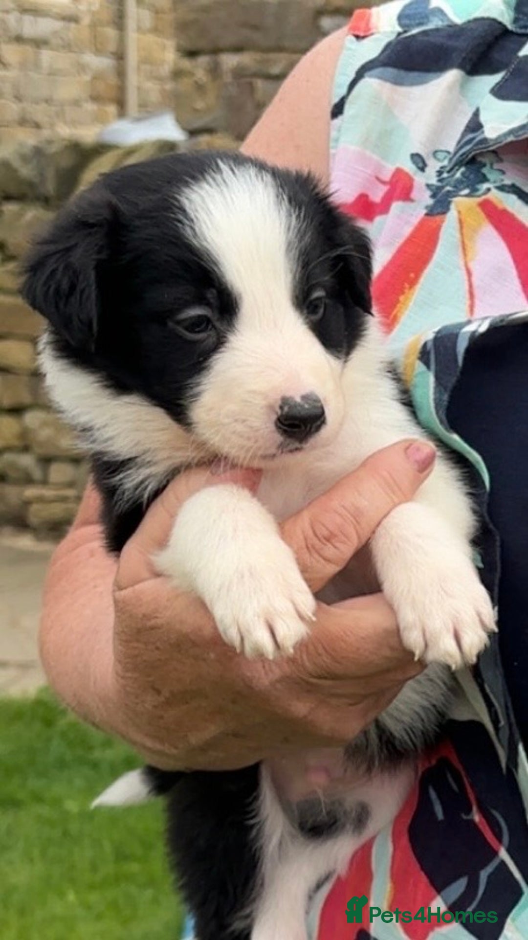 Border Collie dogs for sale: Border collie puppies ready now  - Image 3