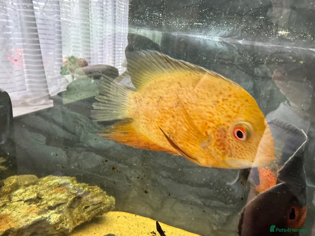 Cichlids fish for sale: Oscar’s and severums in Warrington - Advert 4