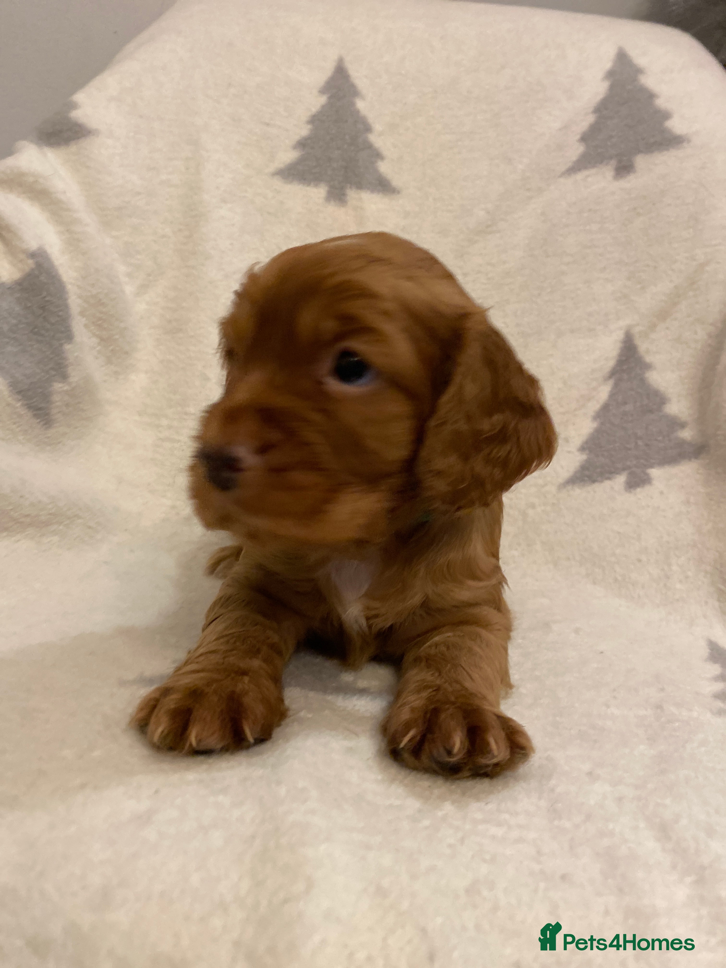 Cocker Spaniel dogs KC Working Cocker Spaniel Puppies  - Advert 4