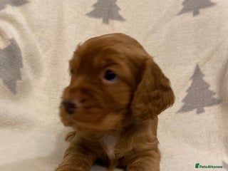 Cocker Spaniel dogs KC Working Cocker Spaniel Puppies - Advert 4