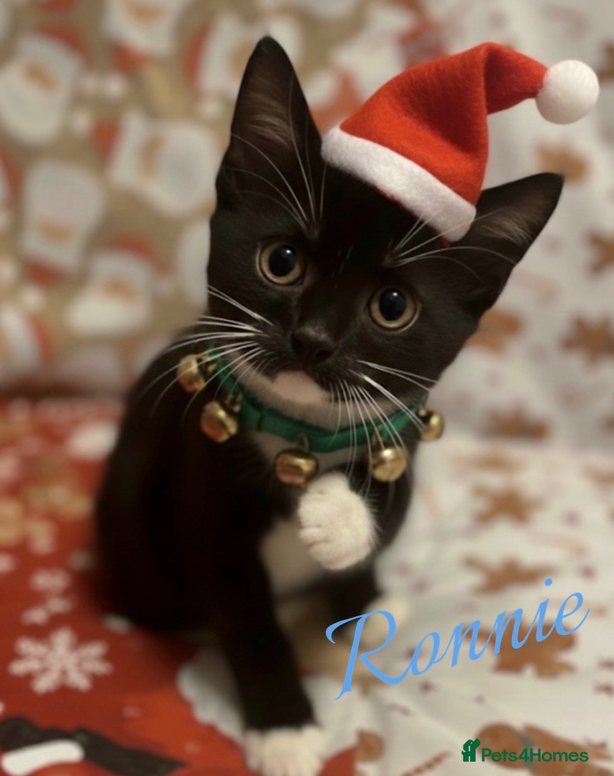 Mixed Breed cats RONNIE IS READY TO MEET HIS FAMILY :-)   - Advert 18