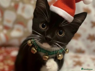 Mixed Breed cats RONNIE IS READY TO MEET HIS FAMILY :-) - Advert 12