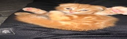 Scottish Fold cats for sale: Ginger Scottish fold/straights - Advert 13