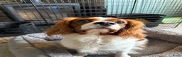Cavalier King Charles Spaniel dogs for stud: Beautiful Cavalier King Charles Spaniel Stud - Advert 4