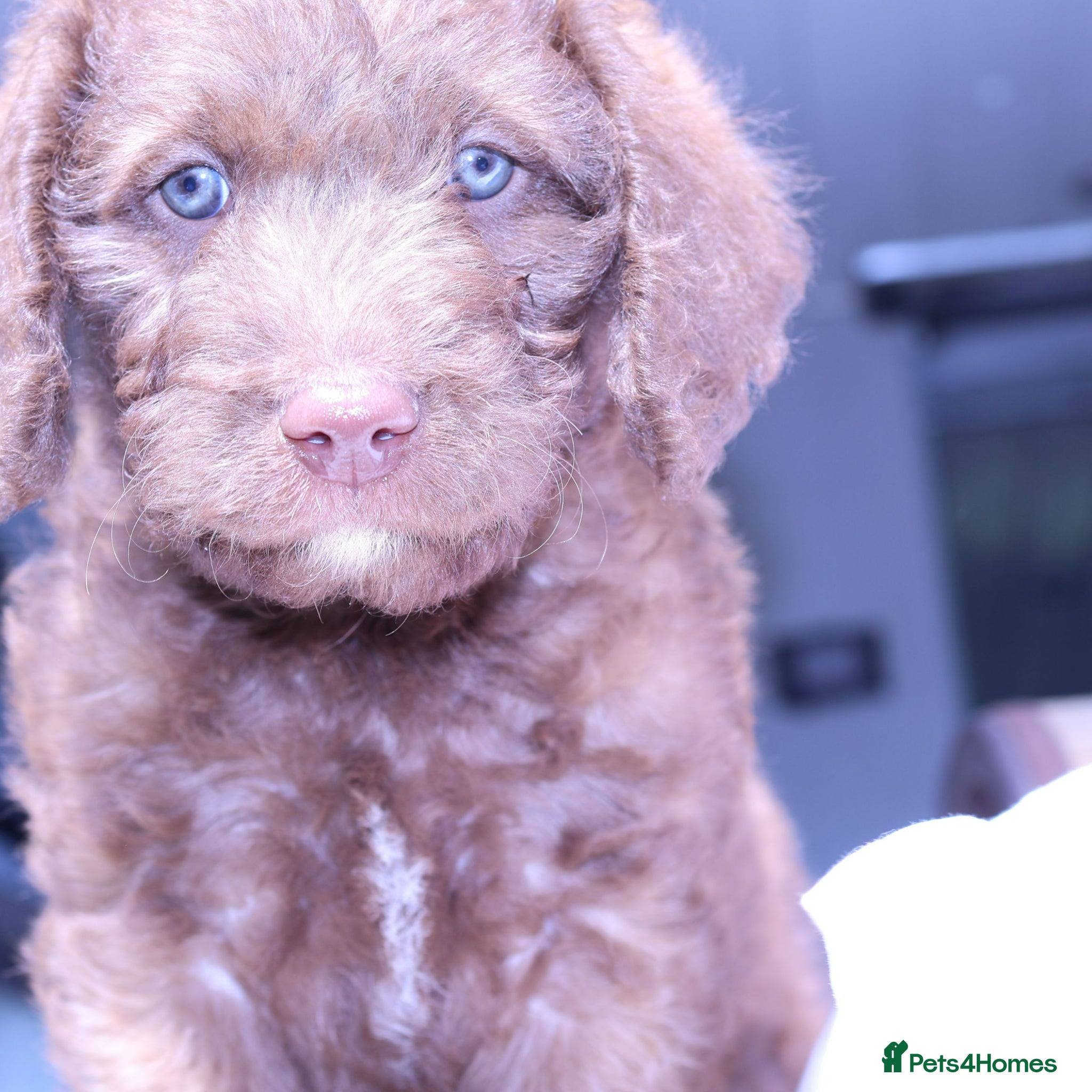 Labradoodle dogs ❤️5th Generation of our own lines, uniquely marked - Advert 1