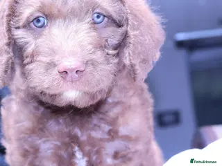 Labradoodle dogs ❤️5th Generation of our own lines, uniquely marked - Advert 1