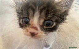 British Shorthair cats for sale: Lovely kittens            - Image 5