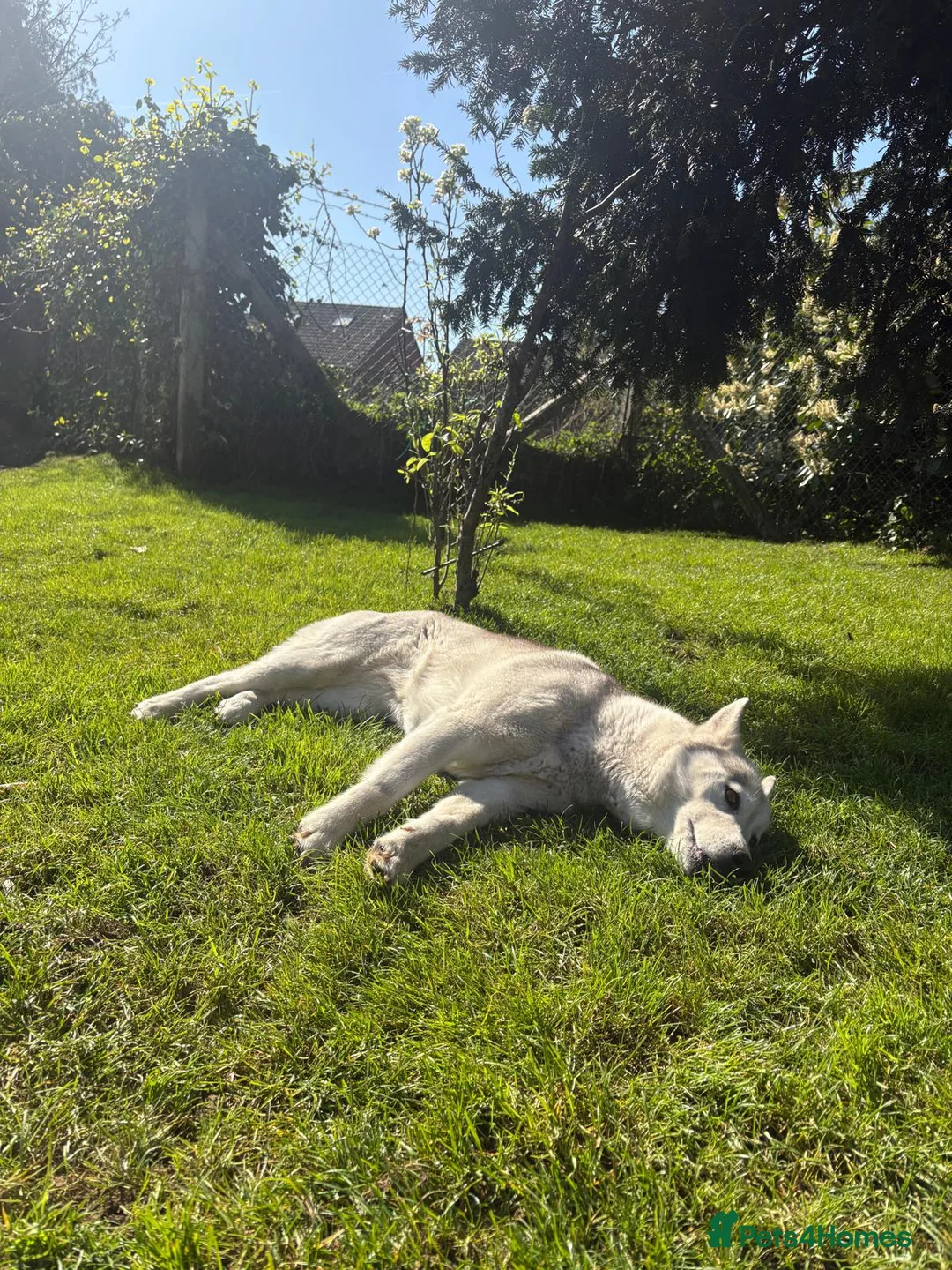 Siberian Husky dogs for sale: Florand  in Bexleyheath - Advert 2