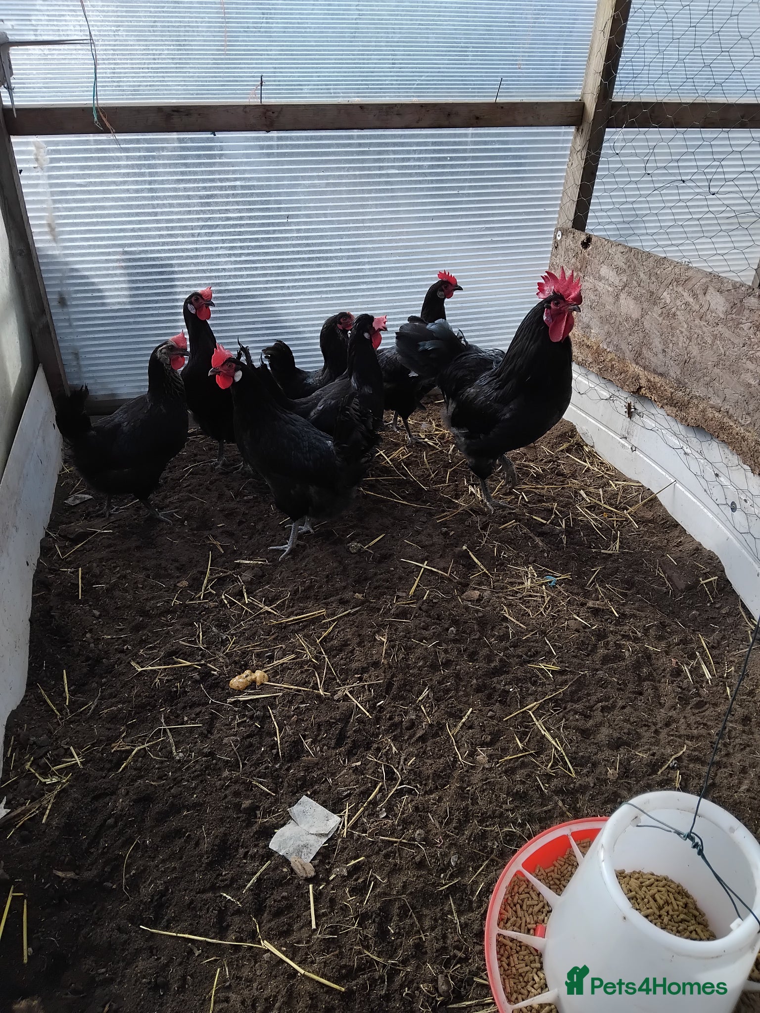 Chickens poultry Laying hens - Advert 2