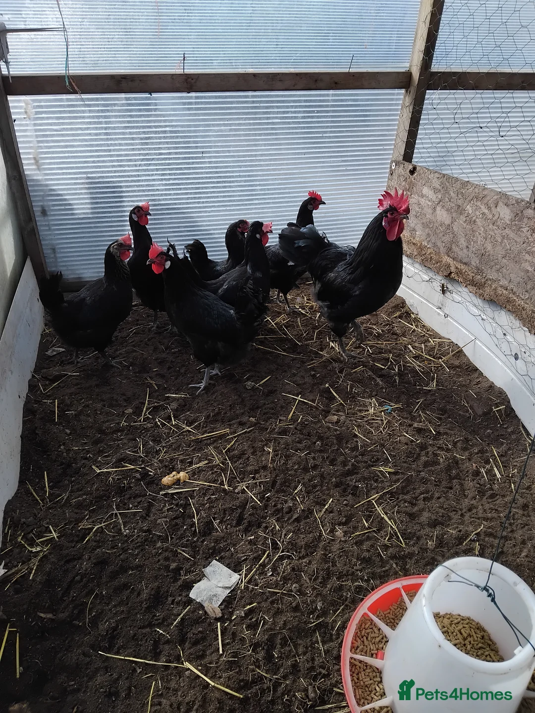 Chickens poultry for sale: Laying hens - Advert 2